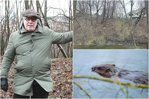 „Pasekmės bus nenusakomos“: bebrams įsisiautėjus Vilniuje jau baiminasi galimų potvynių