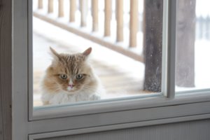 Įspėja, koks šaltis katėms jau darosi pavojingas: nereikėtų leisti būti lauke