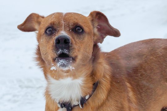 Lietuvą užklupus šalčiams – įspėjimas gyvūnų šeimininkams: gresia pavojus gyvybei