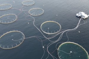 Latvijoje – konfliktas dėl upėtakių fermų Baltijos jūroje: priminė apie planus Klaipėdoje