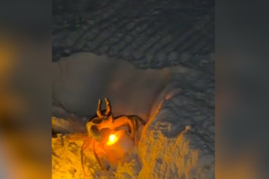 Paplūdimio papuošimams iškilo pavojus: neatspėsite, koks gyvūnas nusprendė vieną jų pavogti