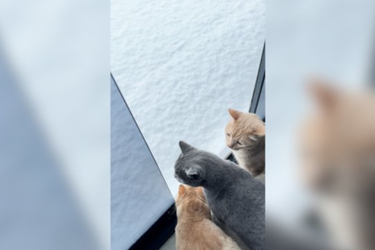 Didžiulės pusnys ne itin sužavėjo: pasivaikčioti išdrįso ne visi