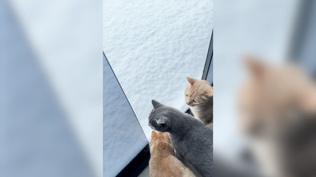 Didžiulės pusnys ne itin sužavėjo: pasivaikčioti išdrįso ne visi