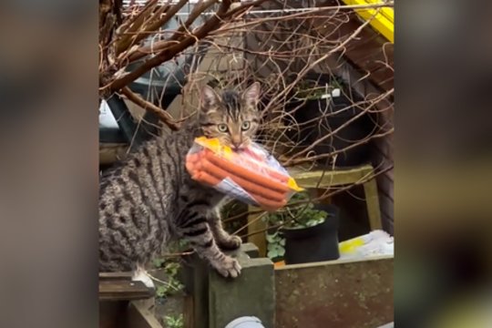 Kažkieno pietūs išgaravo it dūmas: pamatęs grobį keturkojis negalėjo atsispirti