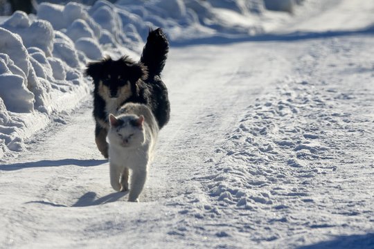 Specialistai įspėja: žiemą lauke netinkamomis sąlygomis laikant gyvūną gresia baudos