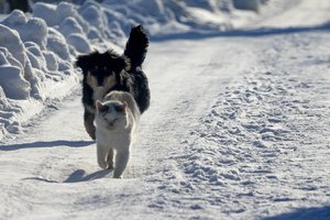 Specialistai įspėja: žiemą lauke netinkamomis sąlygomis laikant gyvūną gresia baudos