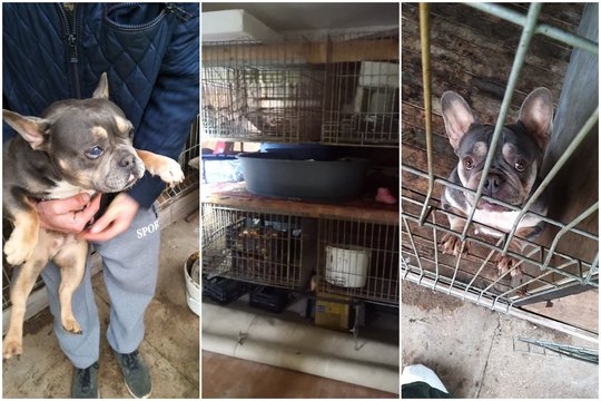 Šunis negrįžtamai suluošinęs daugintojas iš Jurbarko teismo pasigailėjimo nesulaukė