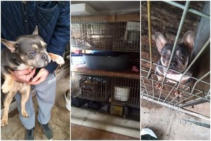 Šunis negrįžtamai suluošinęs daugintojas iš Jurbarko teismo pasigailėjimo nesulaukė