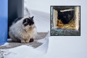 Nelikite abejingi: skelbia, kaip pigiai ir greitai namų sąlygomis padėti šąlančioms beglobėms katėms