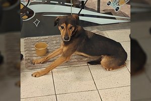 Šaltyje drebantį šunį paliko prie Vilniaus prekybos centro kelioms valandoms: po šeimininko paaiškinimo – šokas