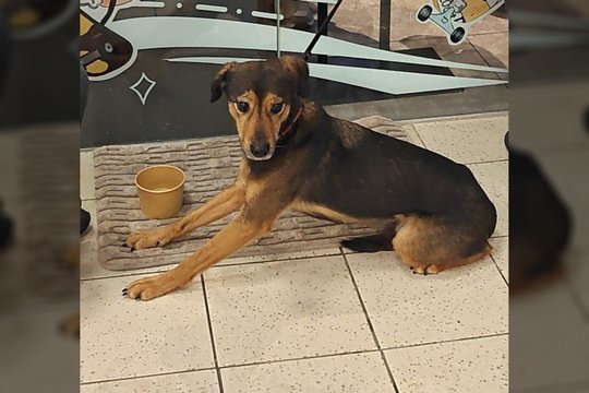 Šaltyje drebantį šunį paliko prie Vilniaus prekybos centro kelioms valandoms: po šeimininko paaiškinimo – šokas