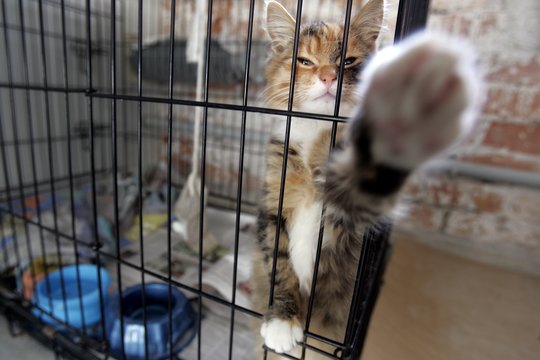 VMVT: gyventojai padeda atskleisti daugiau gyvūnų gerovės pažeidimų