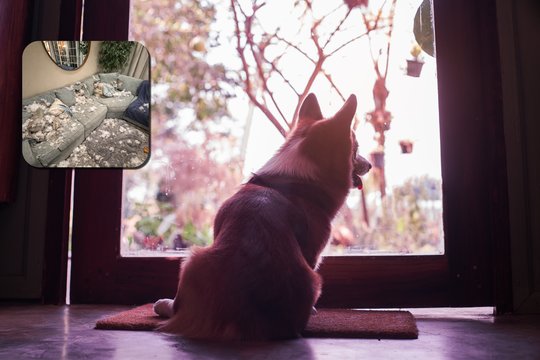 Pirmą kartą vieną namuose šunį palikę šeimininkai užfiksavo, ką rado grįžę: sukėlė šoką