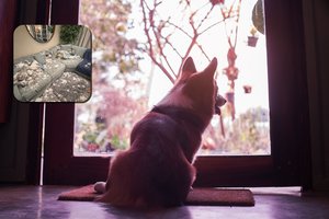 Pirmą kartą vieną namuose šunį palikę šeimininkai užfiksavo, ką rado grįžę: sukėlė šoką