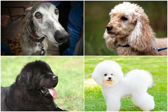 10 geriausių šunų veislių senjorams: raskite patikimą ir ramų draugą