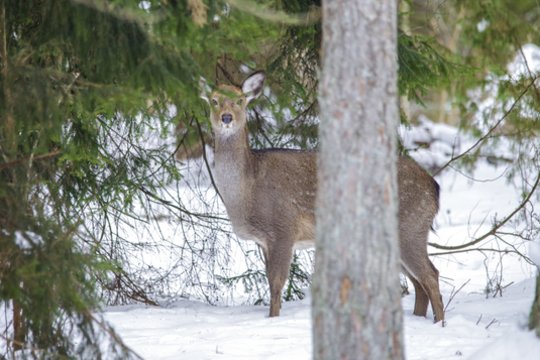Skelbia apie situaciją Lietuvos miškuose: „Jau susidarė baltojo bado sąlygos“