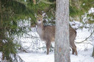 Skelbia apie situaciją Lietuvos miškuose: „Jau susidarė baltojo bado sąlygos“