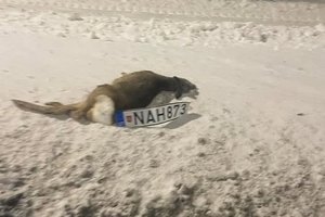 Nutrenktos stirnos nuotrauka sukėlė aistras internete: šalia gyvūno – mįslinga detalė