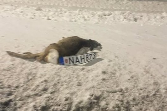 Nutrenktos stirnos nuotrauka sukėlė aistras internete: šalia gyvūno – mįslinga detalė