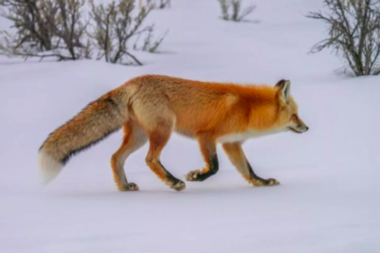 Į ūkį prie Klaipėdos užsukusi lapė išbėgo pilnais nasrais