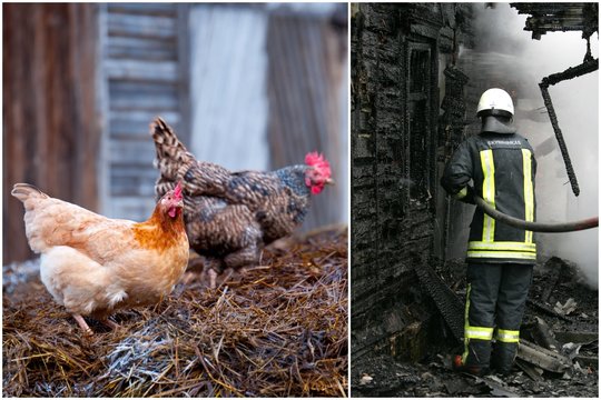 Per gaisrą Šakių r. sudegė daugiau nei 100 vištų 