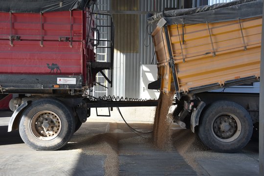 Raudonuojančias grūdų rinkas purto nerimas: nepadeda net rekordiniai derliai