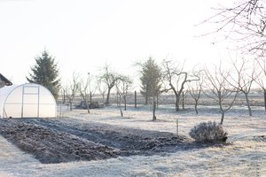 Sniegas gali smarkiai pakenkti jūsų augalams: ką dar galite padaryti 