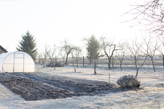 Sniegas gali smarkiai pakenkti jūsų augalams: ką dar galite padaryti 