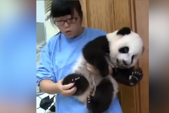 Iš kojų verčiantis pandos jauniklio mielumas: visai nesiskiria nuo pliušino žaislo