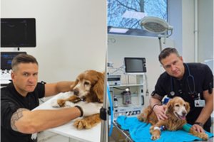 Veterinaras prakalbo apie žiauriai kankinto šunelio Gauso sveikatos būklę: „Realybė tokia“