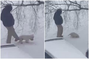 Po pykčio bangą sukėlusio spardomo šuniuko įrašo – žinia iš GGI