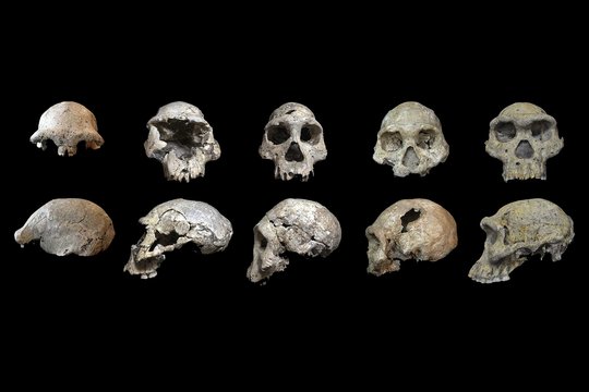 Fosilijos rodo, kad ši žmonių rūšis, palikusi Afriką prieš 1,8 milijono metų, nebuvo pirmoji