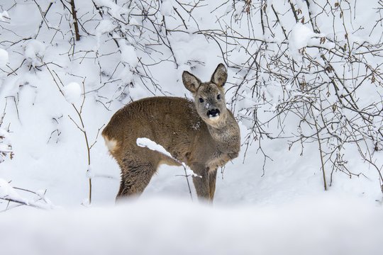 Sudėtingų išbandymų metas: kaip šaltomis dienomis pagelbėti gyvūnams
