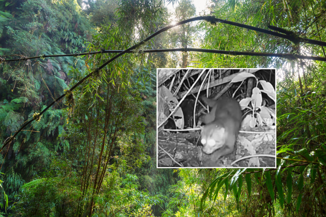 Stulbinantis atradimas – kameros užfiksavo plėšrūną, kurį jau laikė išnykusiu