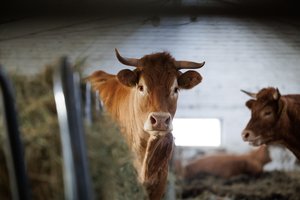 Teismas sprendžia, ar ūkininkė kalta dėl jaučio mirtinai sužaloto senolio