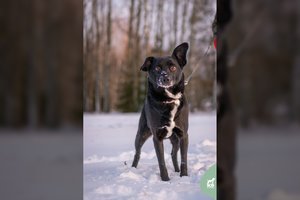 15 kg „kalbus“ ir visus žmones mylintis šunelis laukia gerų žmonių