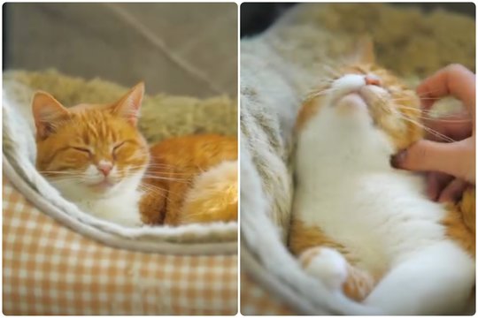 Sunkaus gyvenimo paženklinta katytė trokšta tikrų namų: atsilygins meile ir murkimu