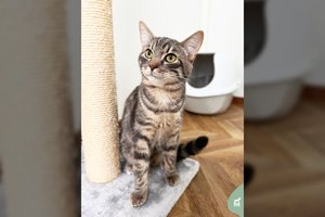 Nedrąsus 8 mėn. kačiukas nori tapti geriausiu jūsų draugu ir šeimos nariu