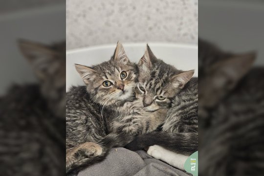 Broliuko netekę Kūčiukas ir Kisielius – vos 4 mėn. kačiukai: ieškomi geri ir supratingi žmonės