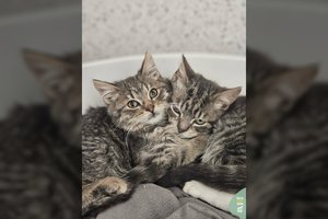 Broliuko netekę Kūčiukas ir Kisielius – vos 4 mėn. kačiukai: ieškomi geri ir supratingi žmonės