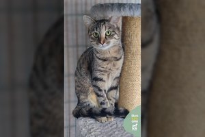 Ypatingo grožio 8 mėn. bailiukė tikisi būti pastebėta ir keliauti namo