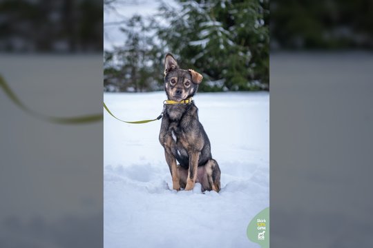 Jaunas išdykėlis laukia žmogaus, kuriam neleis nuobodžiauti: teks pasimokyti ir manierų