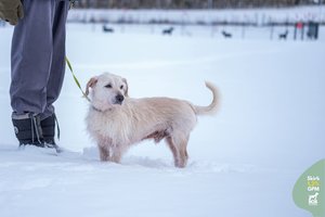 Neregėtą žiaurumą išgyvenęs šunelis neprarado meilės ir trokšta žmogaus, kuris neišduos