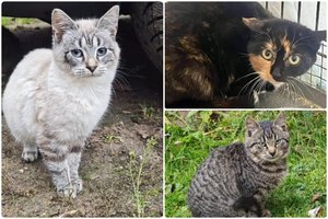 Trys 5 mėn. kačiukai trokšta rasti namus ir dovanoti meilę