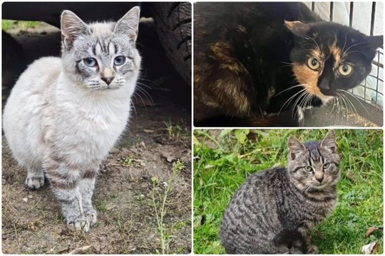 Trys 5 mėn. kačiukai trokšta rasti namus ir dovanoti meilę