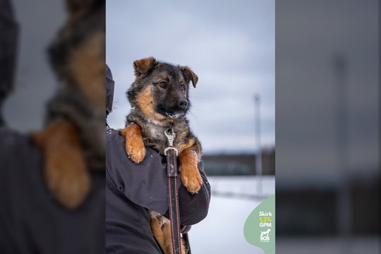10 kg jaunas išdykėlis nori pradėti naują gyvenimą: ieškomi kantrūs žmonės