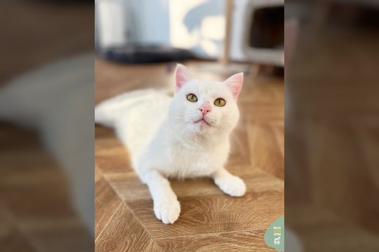 Lauke klaidžiojęs niekam nereikalingas jaunas katinėlis – meilės ir draugiškumo įsikūnijimas