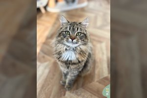 7 mėn. katytė, kurios kailiukas minkštesnis už pienės pūką, ieško namų