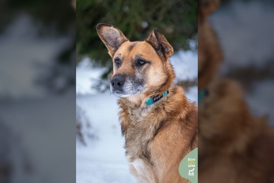 18 kg meilumo įsikūnijimas trokšta namų: dar reiks daug ko išmokti