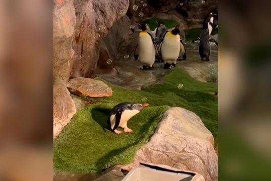 Mažylis pingvinas pametė galvą dėl burbulų: užfiksavo pirmąją reakciją vos tik juos išvydus